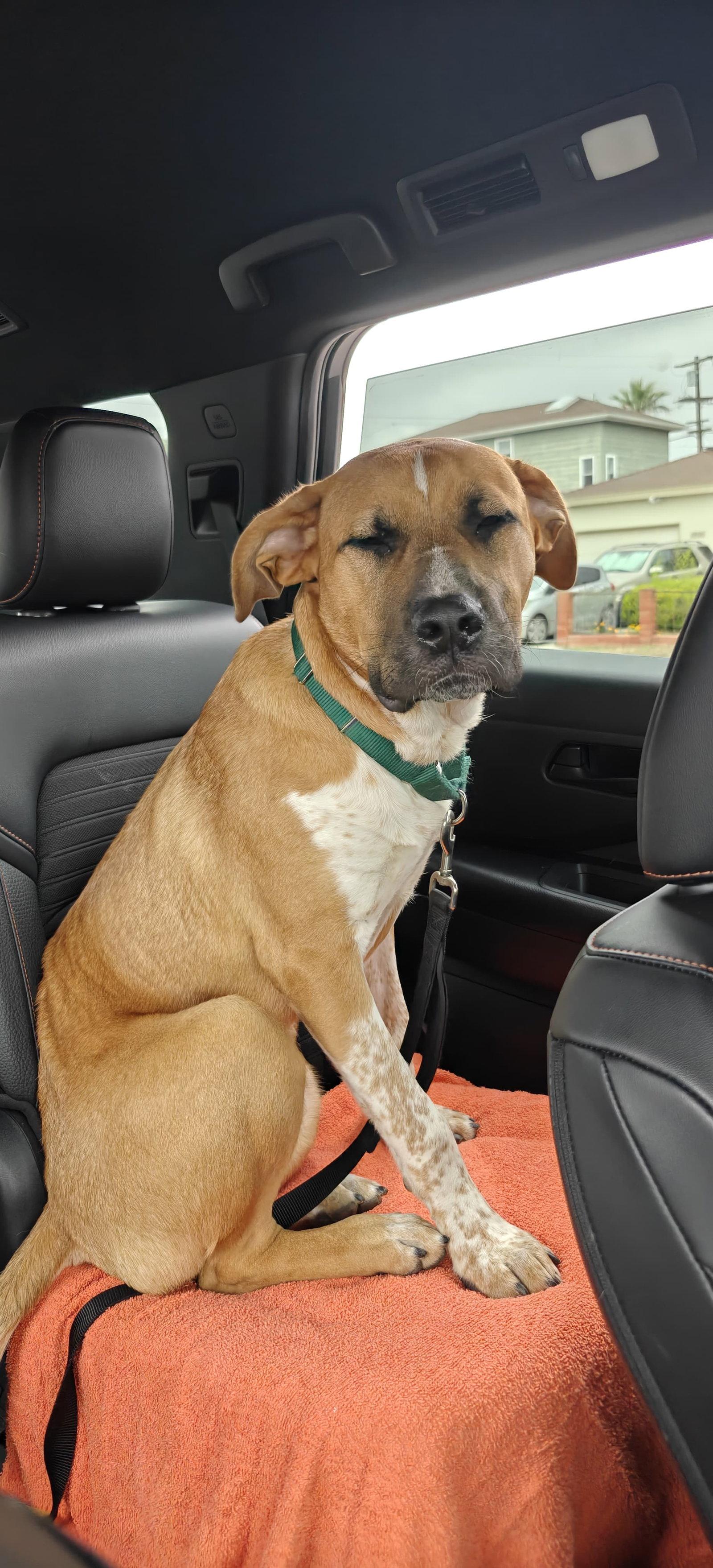 Enlarge Deks, a Adoptable Pit Bull Terrier in San Diego, CA image 2/3