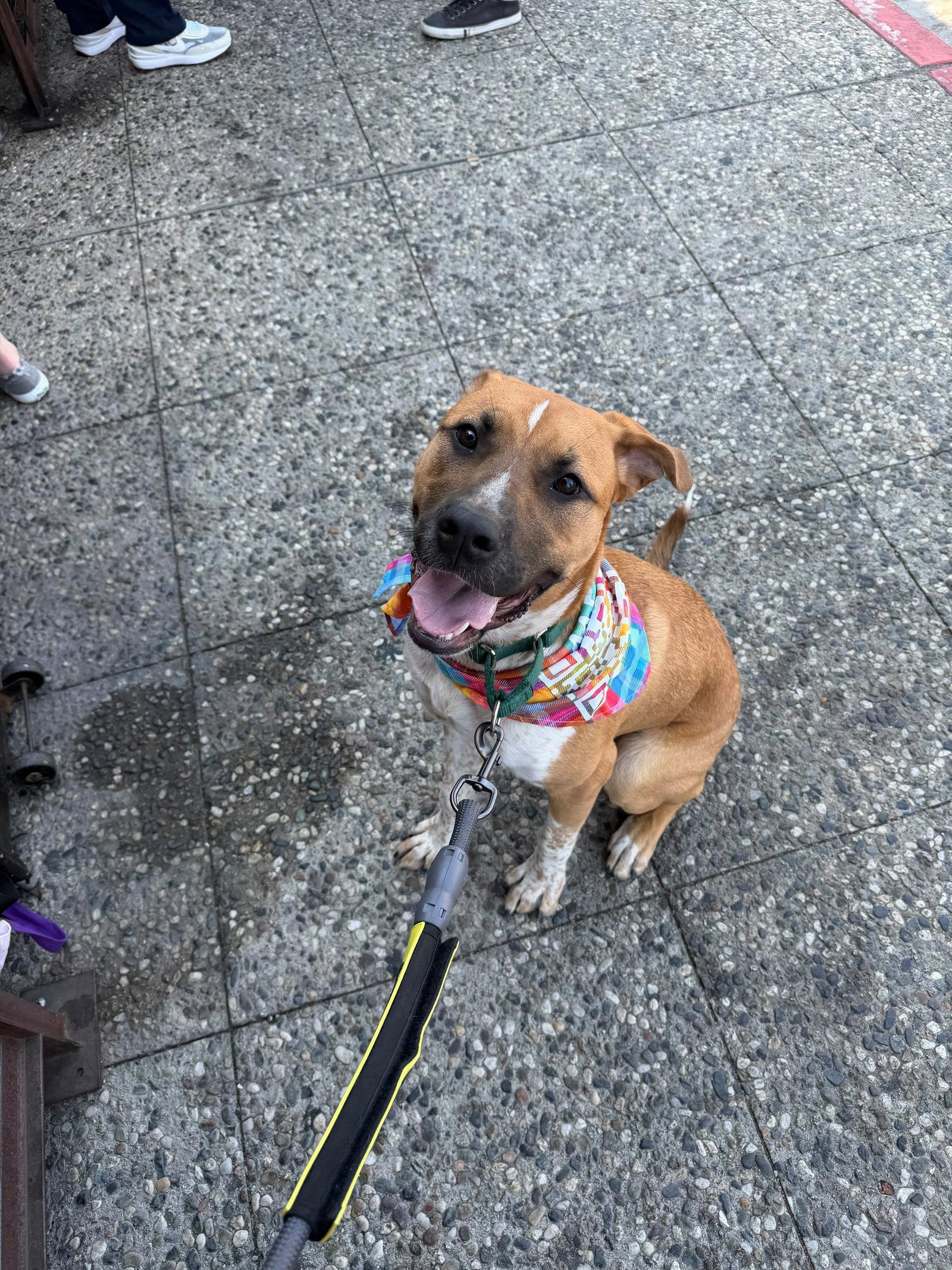 Enlarge Deks, a Adoptable Pit Bull Terrier in San Diego, CA image 3/3