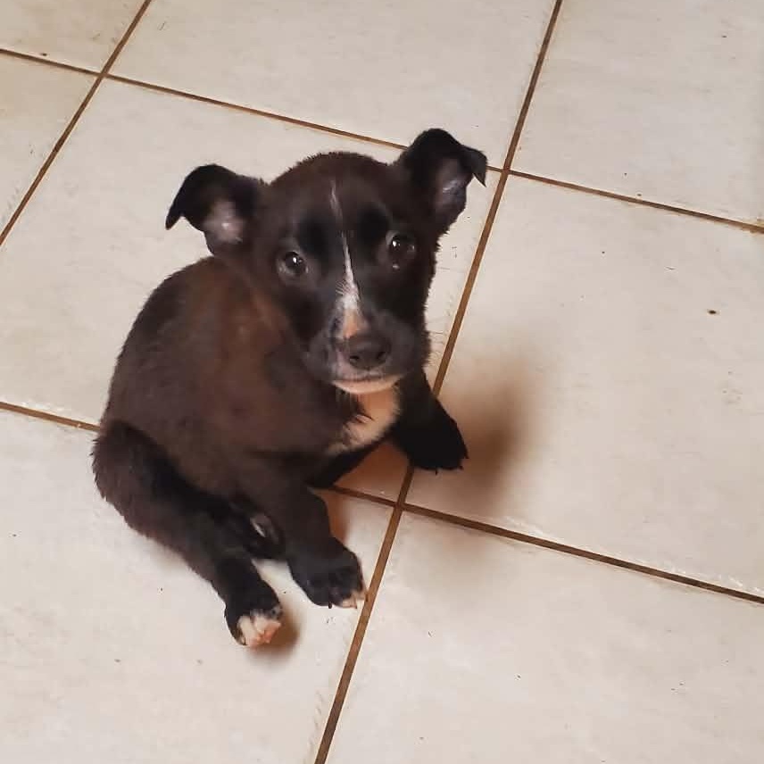 Pebbles, a Adoptable mixed breed in Waller, TX image 2/4