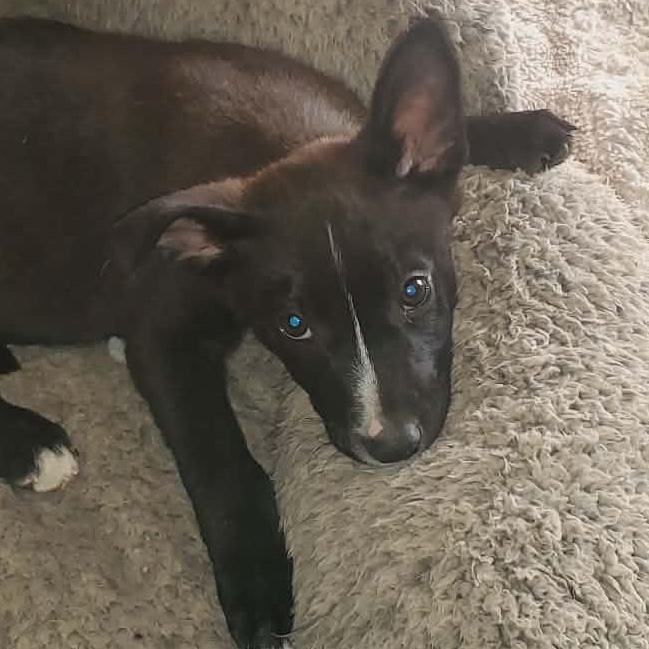 Pebbles, a Adoptable mixed breed in Waller, TX image 1/4