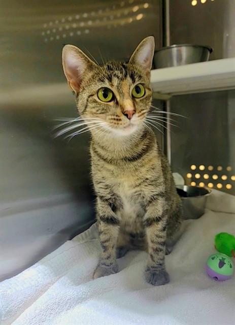 CATAMARI, Adoptable, Young Female Domestic Short Hair.