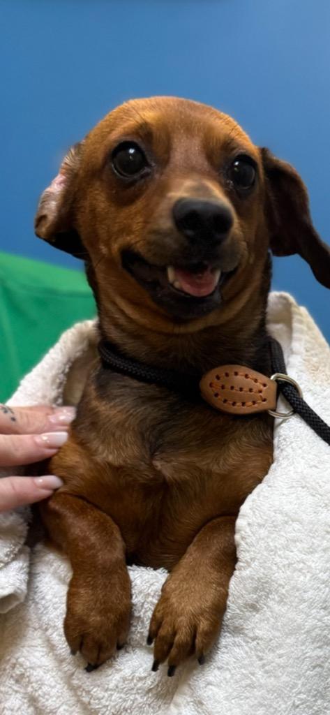 Enlarge Nelly, a Adoptable Mixed Breed in Ocala, FL image 1/1