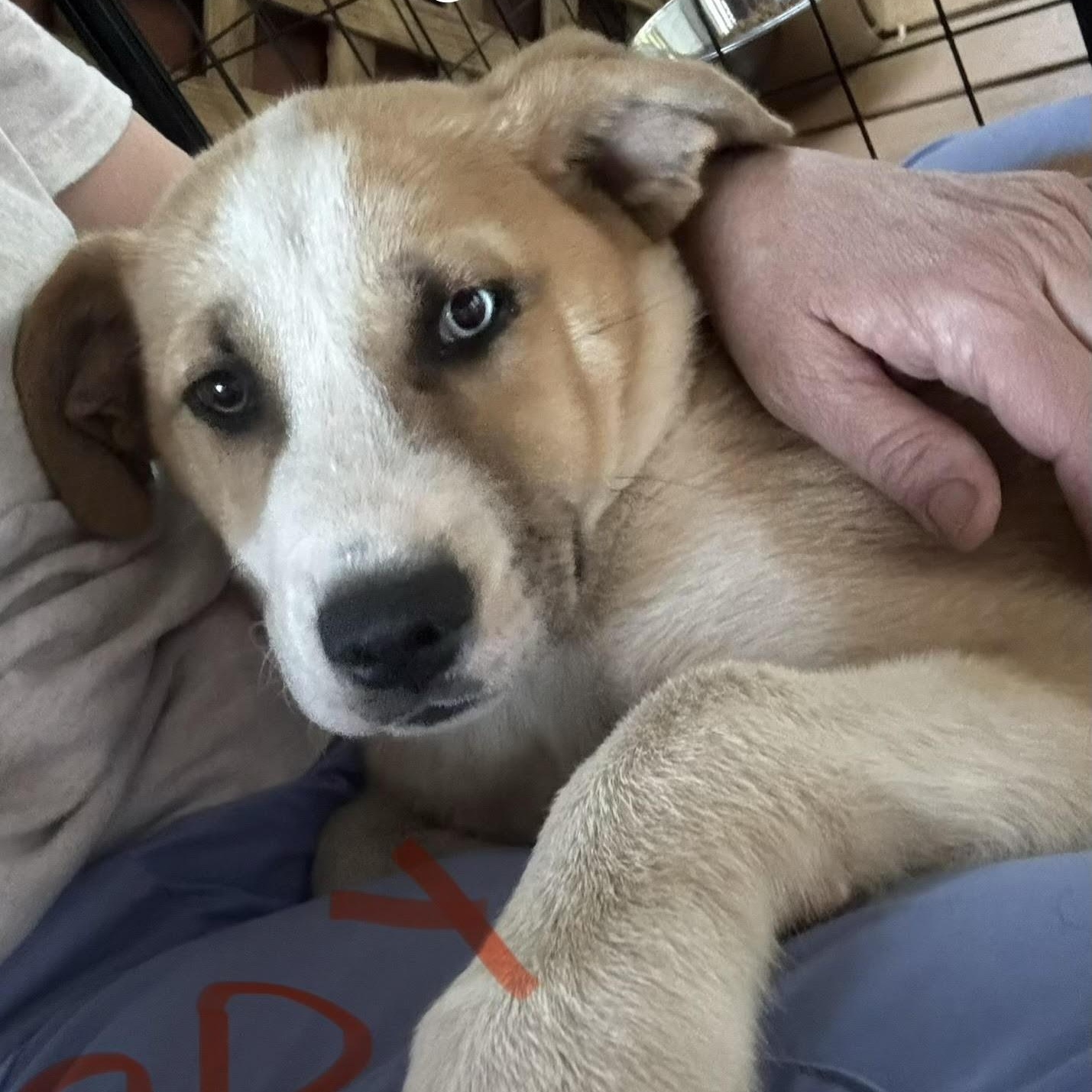 Enlarge Giorgio, a ADOPTABLE mixed breed in Water Valley, MS image 1/1