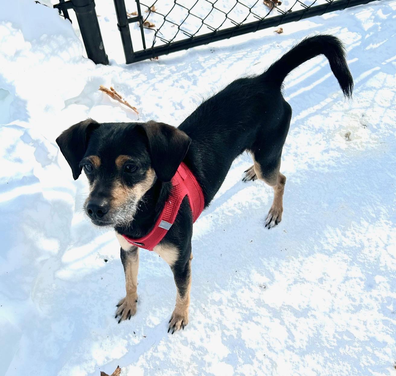Kojak, ADOPTABLE, Adult Male Mixed Breed.
