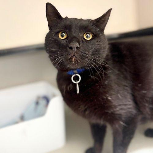 Enlarge SALTY, a Adoptable Domestic Short Hair in Aurora, CO image 1/1