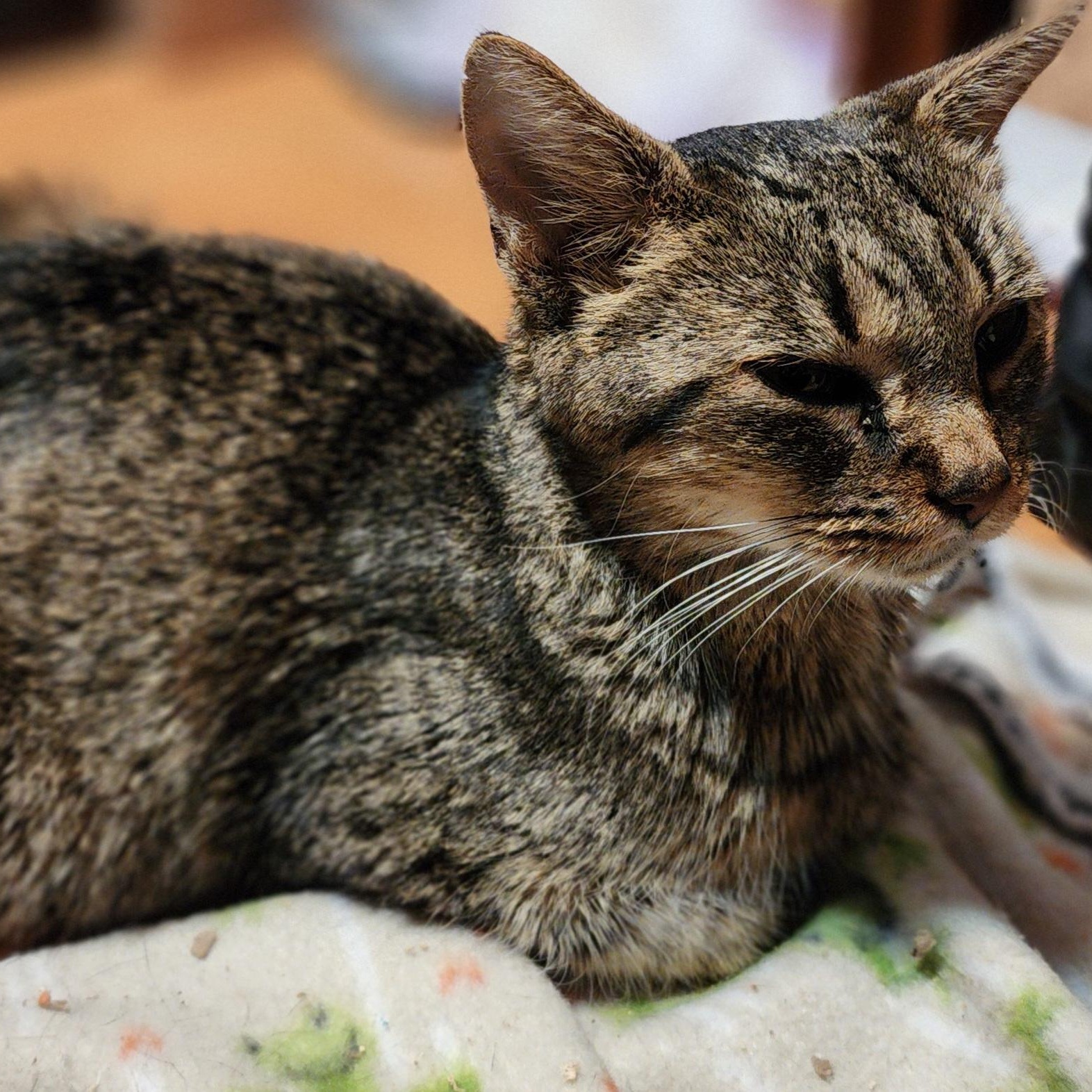 Enlarge Sweet Stuff (FIV+) (Bonded to Glowbug), a Adoptable Domestic Short Hair in Fair Haven, VT image 3/6