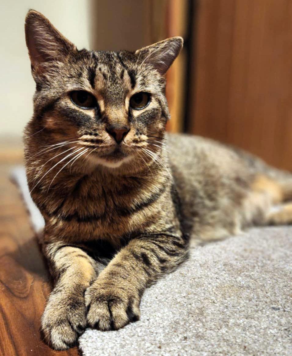 Enlarge Sweet Stuff (FIV+) (Bonded to Glowbug), a Adoptable Domestic Short Hair in Fair Haven, VT image 1/6