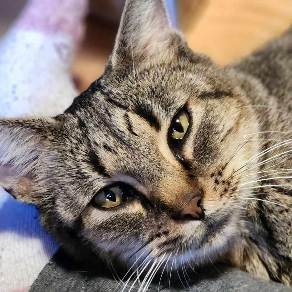 Enlarge Sweet Stuff (FIV+) (Bonded to Glowbug), a Adoptable Domestic Short Hair in Fair Haven, VT image 2/6