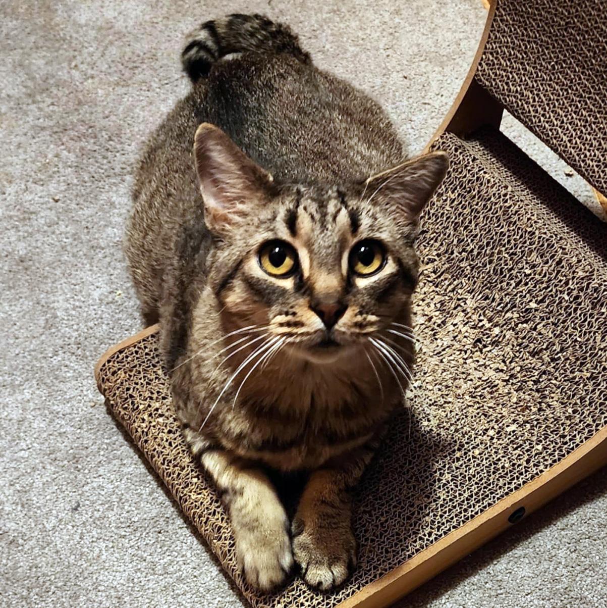 Sweet Stuff (FIV+) (Bonded to Glowbug) 6