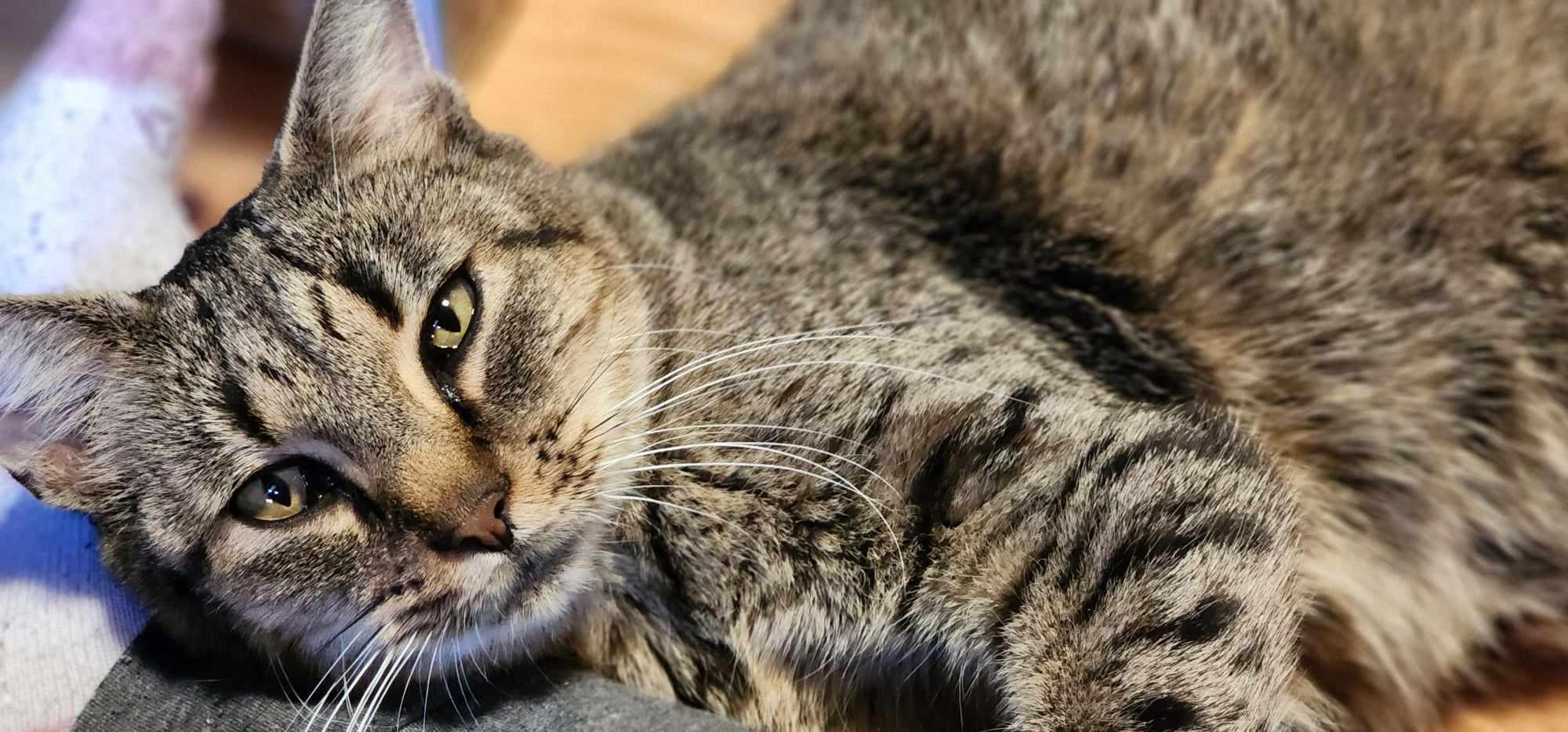 Enlarge Sweet Stuff (FIV+) (Bonded to Glowbug), a Adoptable Domestic Short Hair in Fair Haven, VT image 4/6