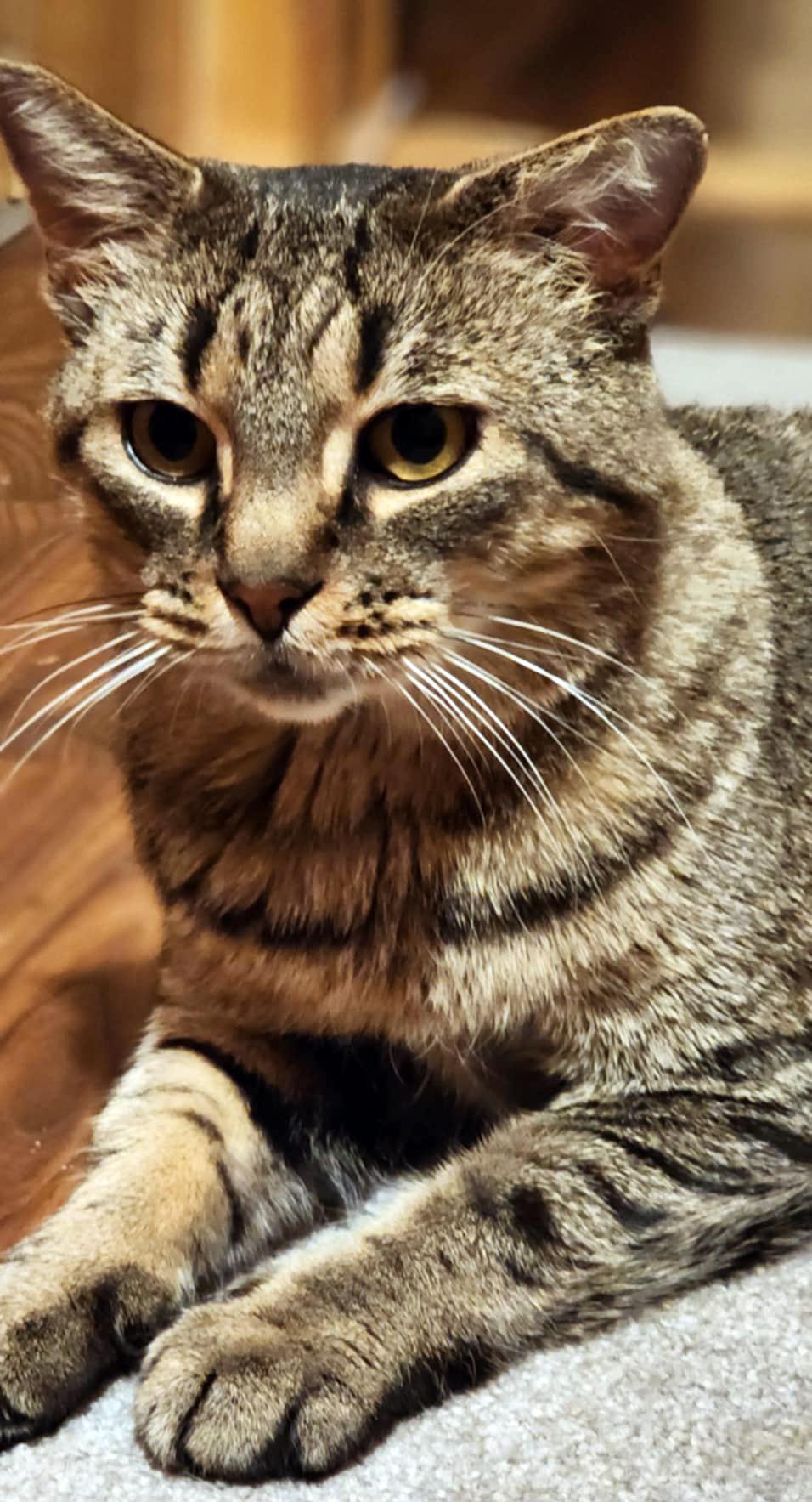 Sweet Stuff (FIV+) (Bonded to Glowbug) 5