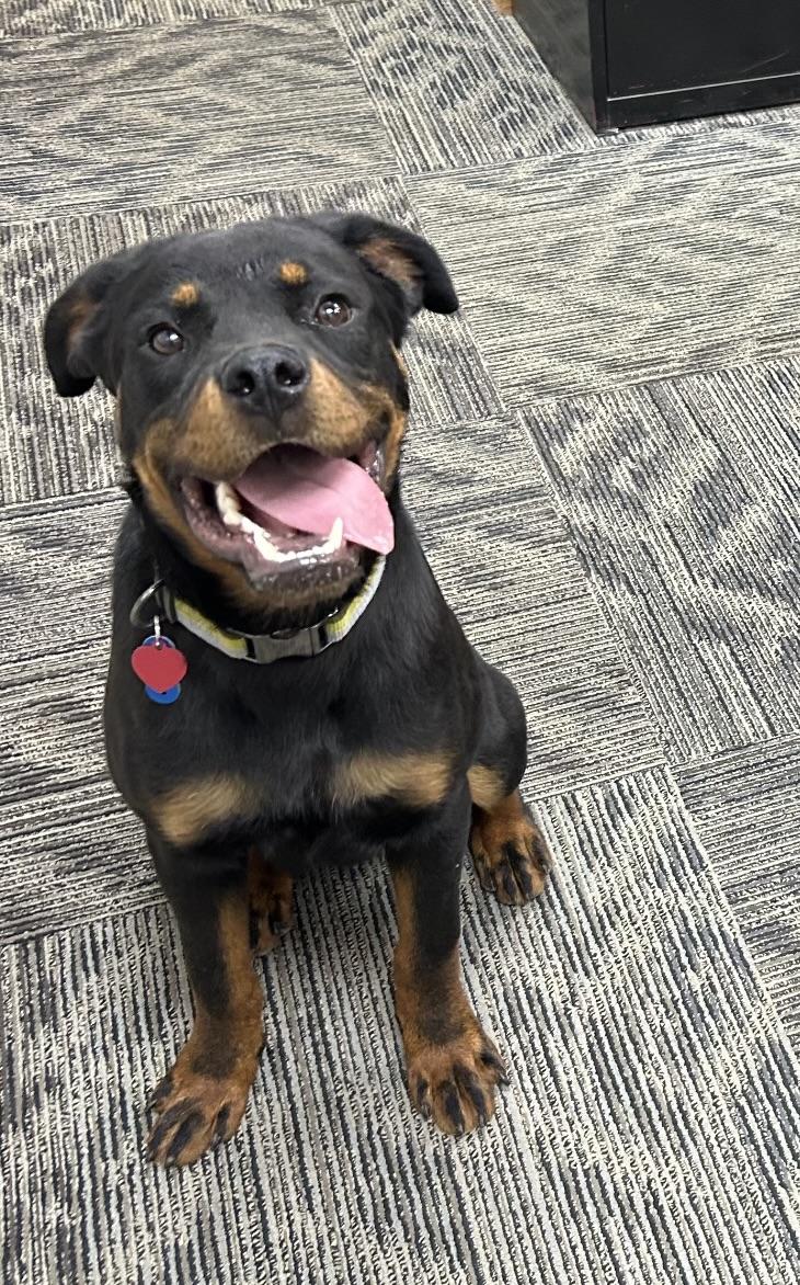 Rambo!!