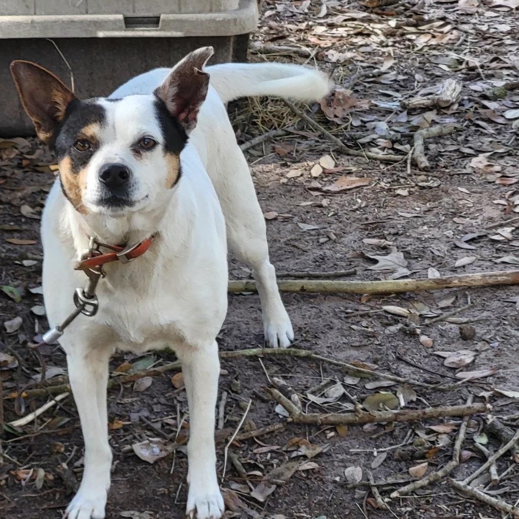 Bella, Adoptable, Adult Female Mixed Breed.
