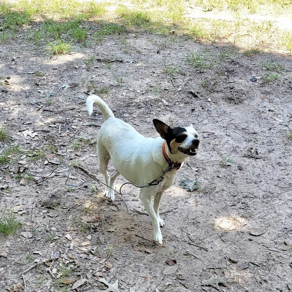Enlarge Bella, a Adoptable Mixed Breed in Livingston, TX image 2/3