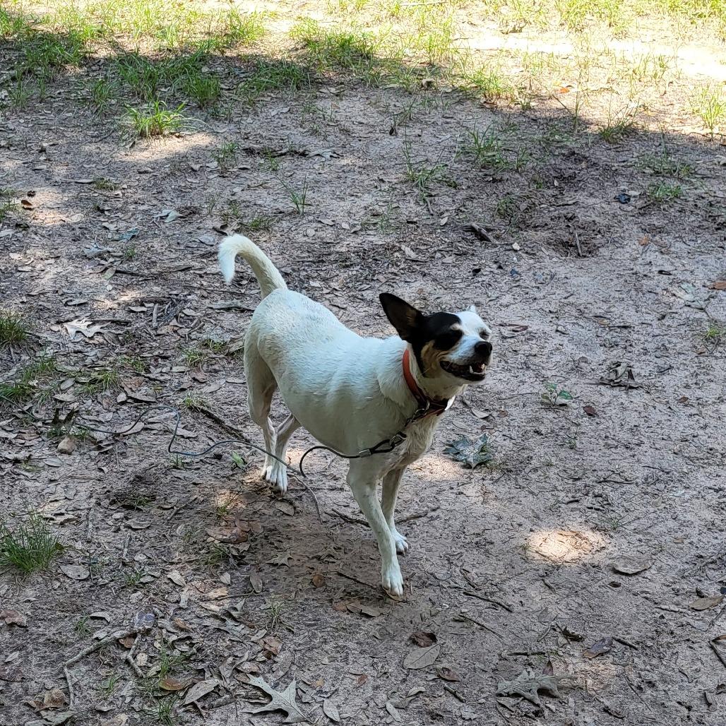 Enlarge Bella, a Adoptable Mixed Breed in Livingston, TX image 1/1