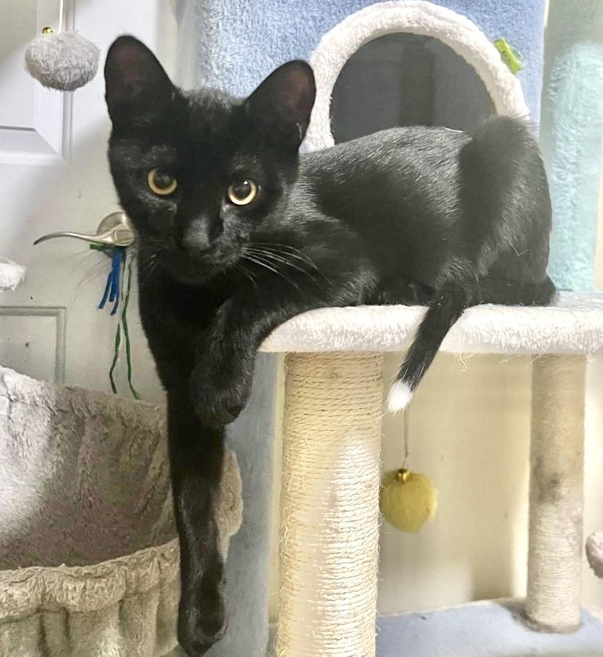 Enlarge Poutine, a Adoptable Domestic Short Hair in Toronto, ON image 3/6