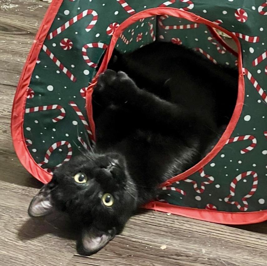 Enlarge Poutine, a Adoptable Domestic Short Hair in Toronto, ON image 2/6