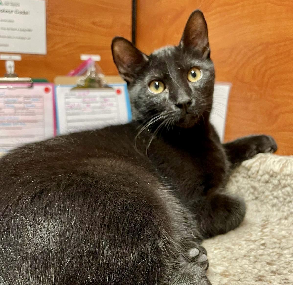 Enlarge Poutine, a Adoptable Domestic Short Hair in Toronto, ON image 1/6