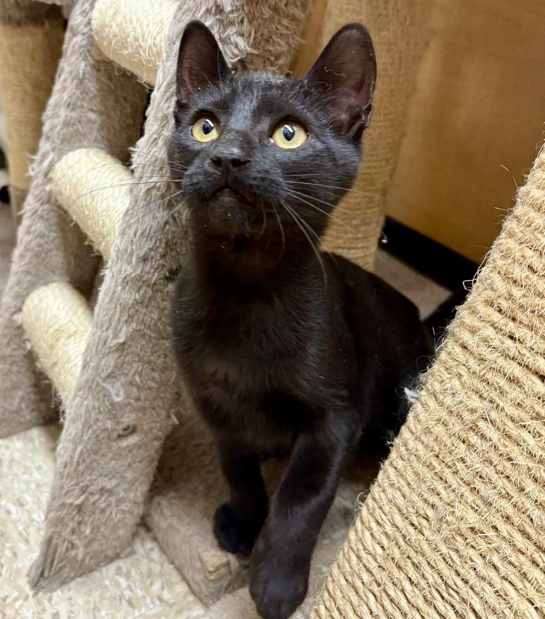 Enlarge Poutine, a Adoptable Domestic Short Hair in Toronto, ON image 4/6