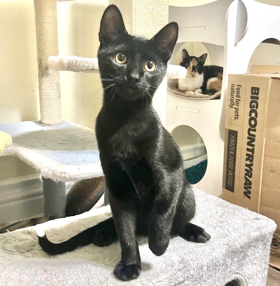 Enlarge Poutine, a Adoptable Domestic Short Hair in Toronto, ON image 5/6