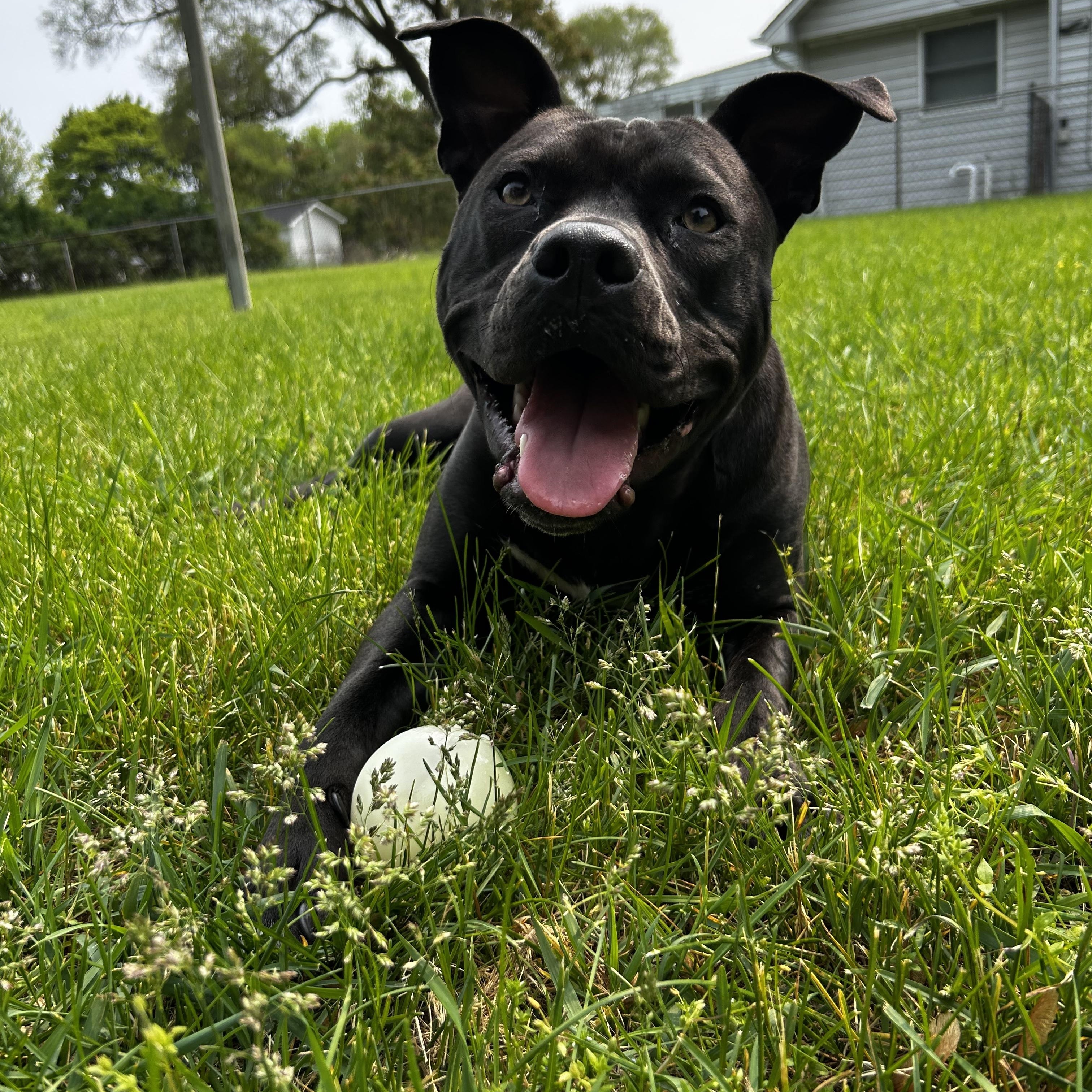 Boujee, a Adoptable mixed breed in New Baltimore, MI image 1/3