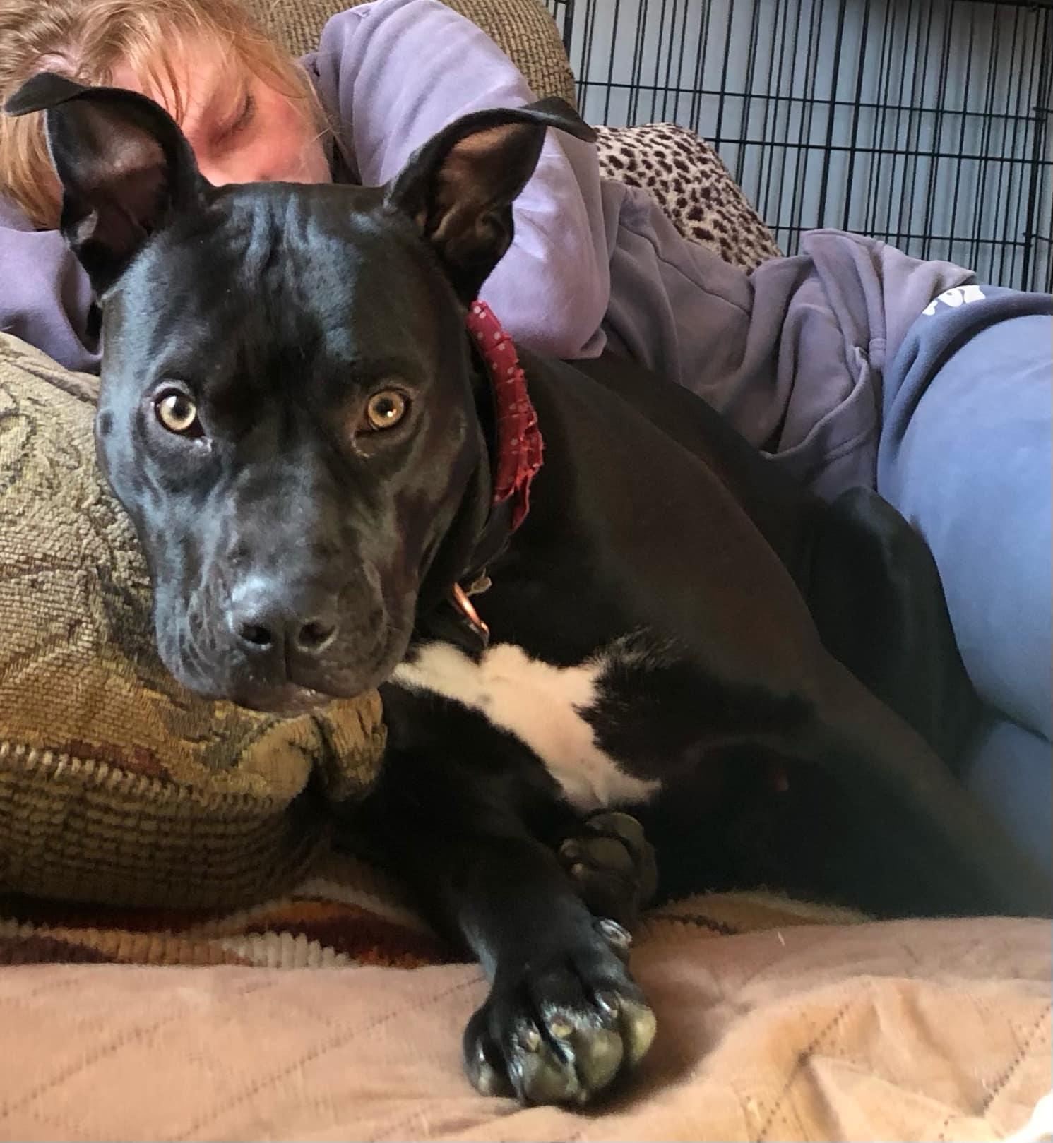 Boujee, Adoptable, Adult Female Pit Bull Terrier.