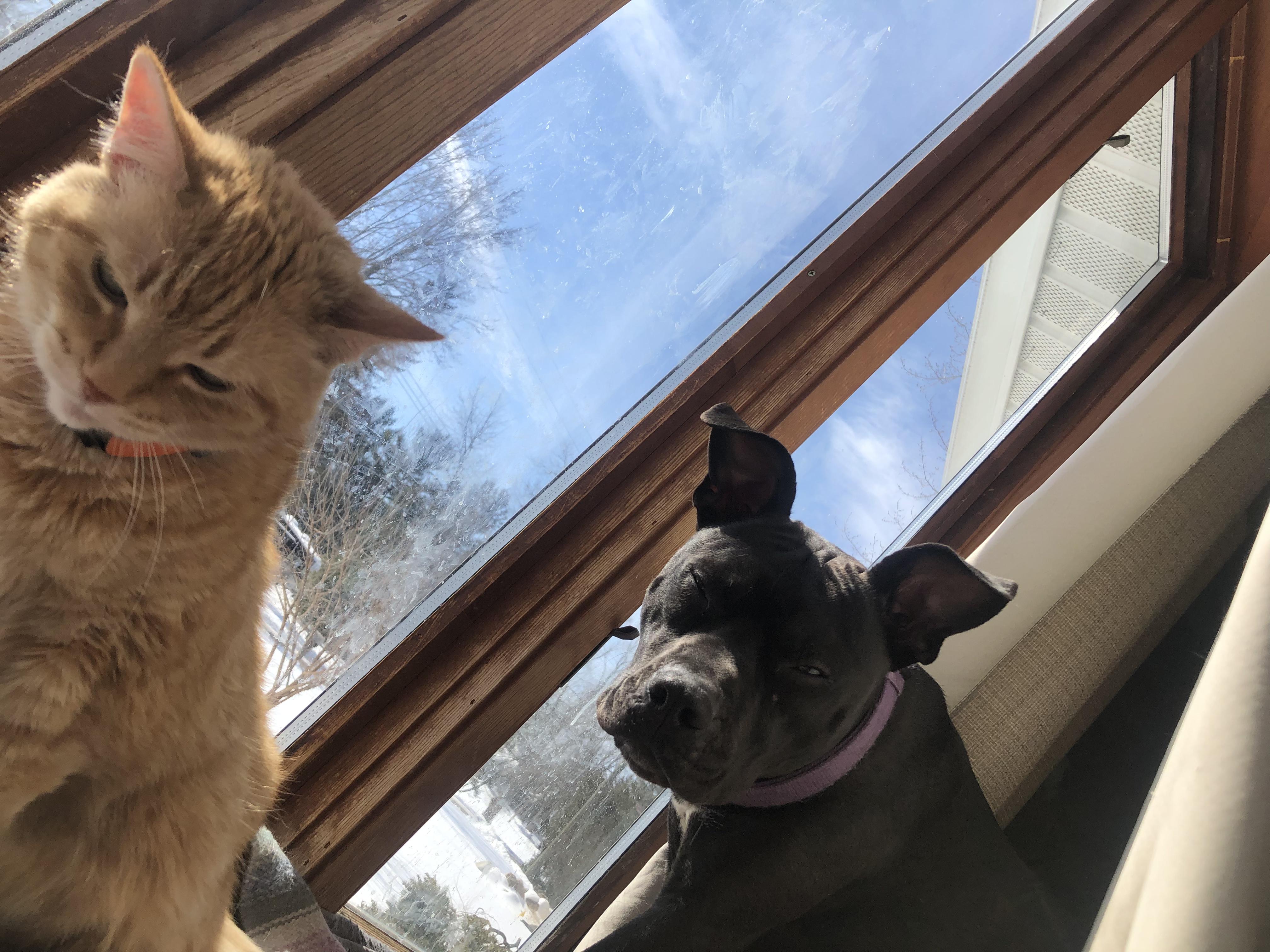 Boujee, a Adoptable mixed breed in New Baltimore, MI image 3/3