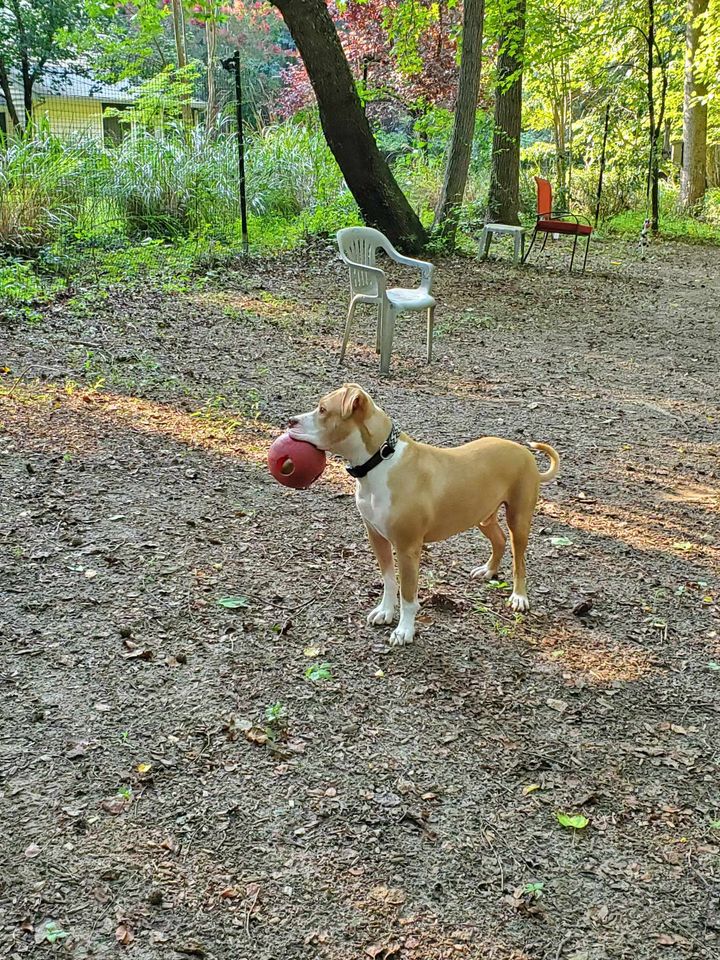 Nettle, a Adoptable American Bulldog in Sunderland, MD image 6/6