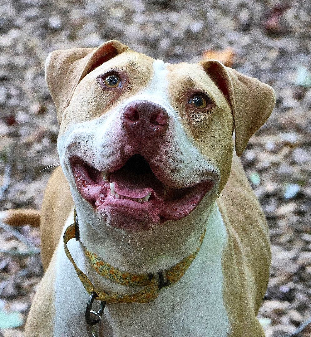 Nettle, a Adoptable American Bulldog in Sunderland, MD image 4/6