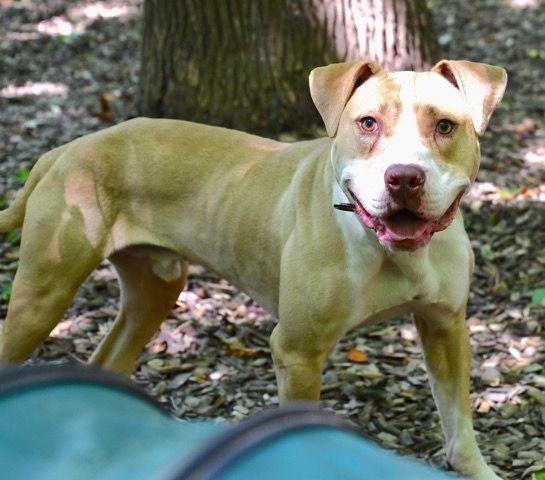 Nettle, a Adoptable American Bulldog in Sunderland, MD image 5/6