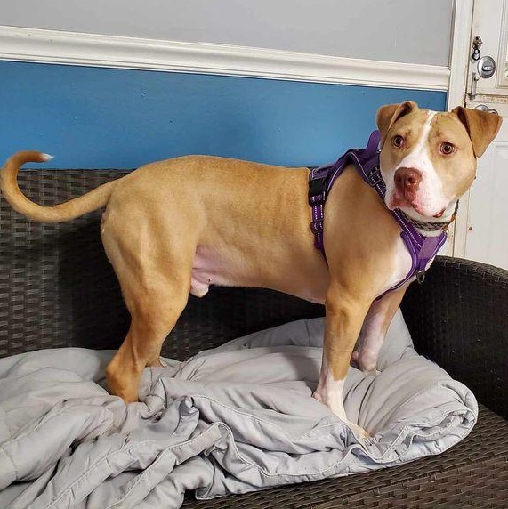 Nettle, Adoptable, Young Male American Bulldog.