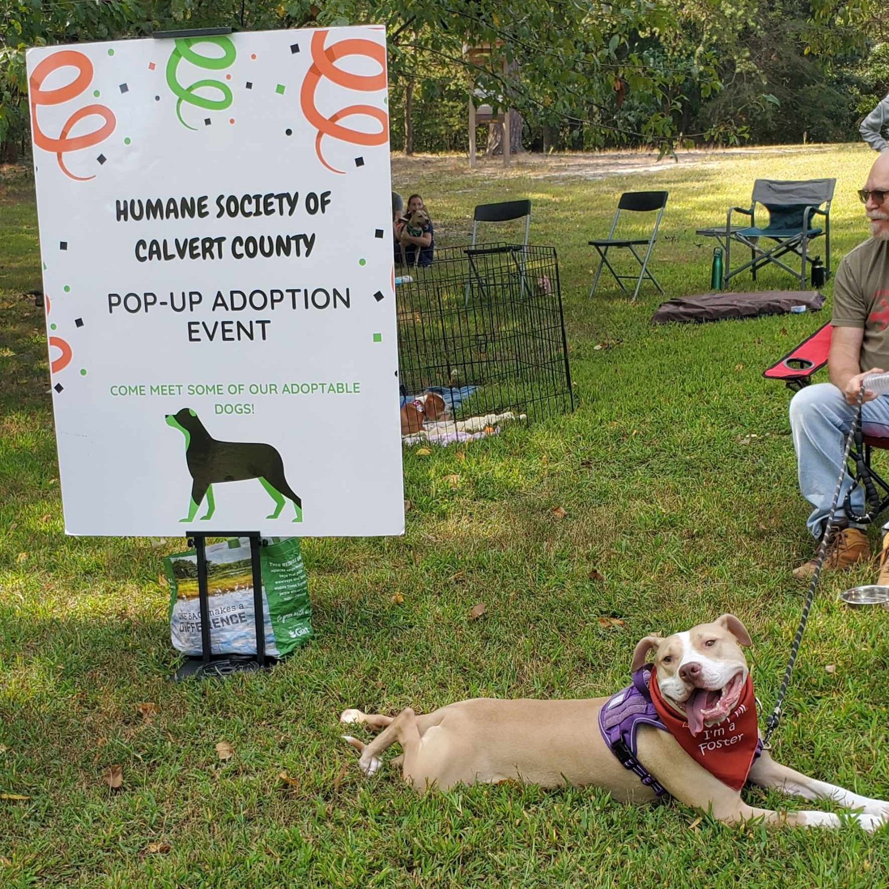 Nettle, a Adoptable American Bulldog in Sunderland, MD image 2/6