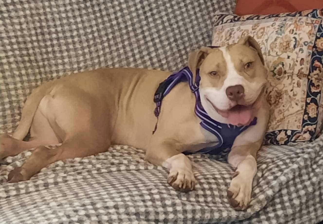 Nettle, a Adoptable American Bulldog in Sunderland, MD image 3/6