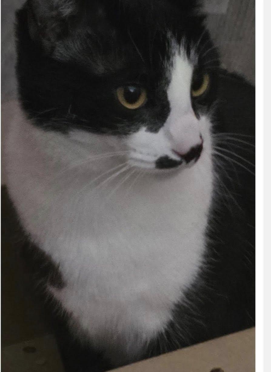 Enlarge Biscuit, a ADOPTABLE Domestic Short Hair in Maryville, TN image 1/1