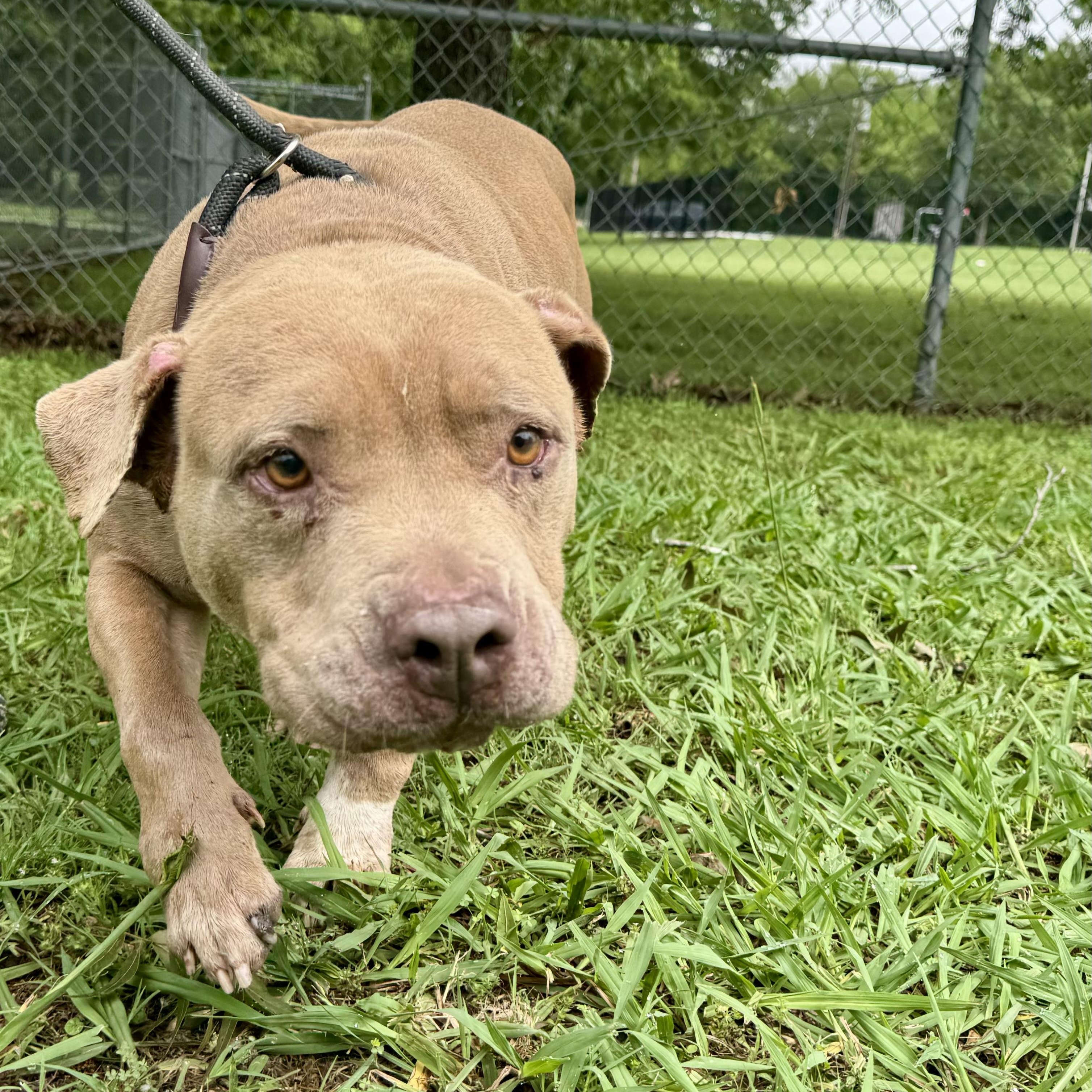 Enlarge Clint, a ADOPTABLE Pit Bull Terrier in Sherman, TX image 5/5