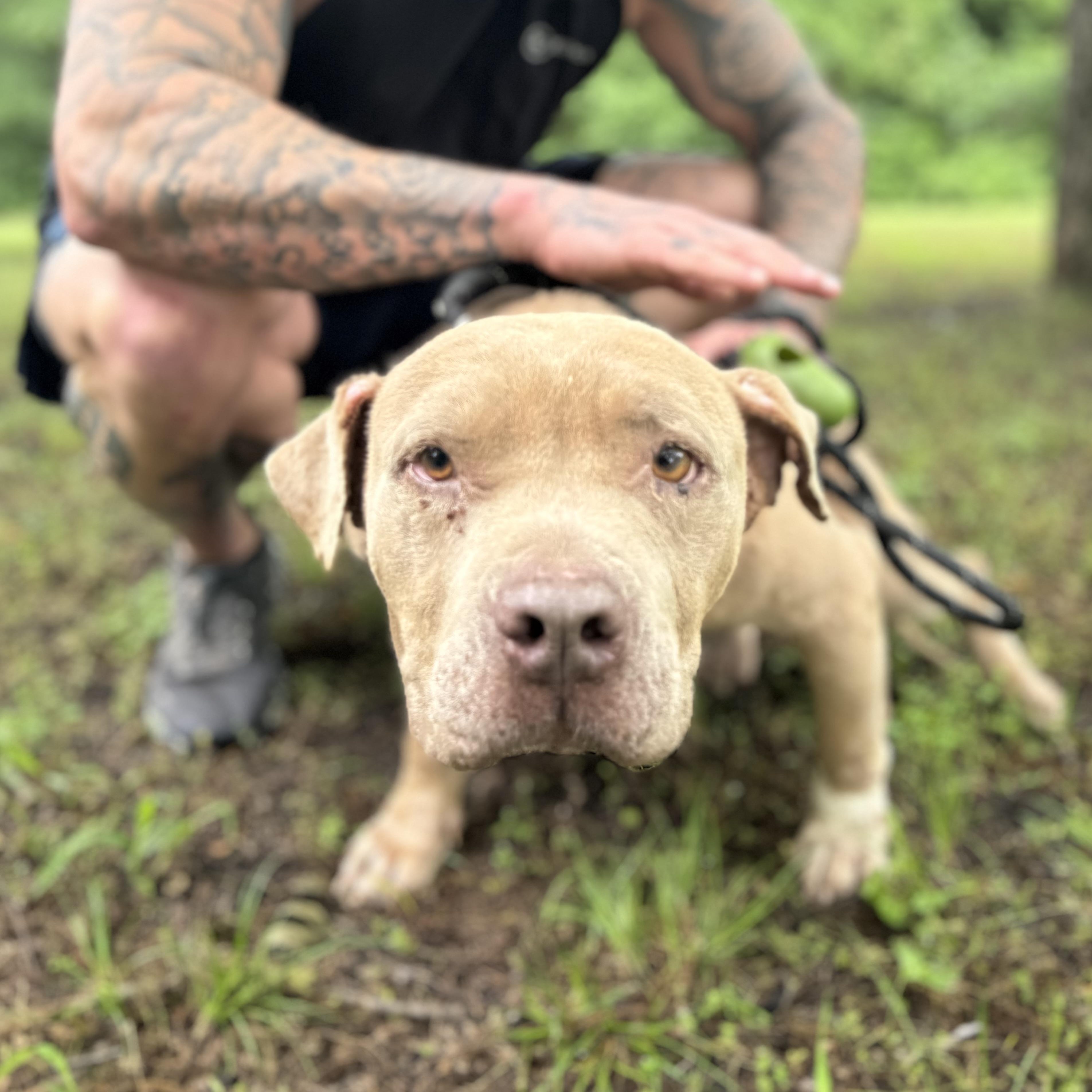 Enlarge Clint, a ADOPTABLE Pit Bull Terrier in Sherman, TX image 1/5