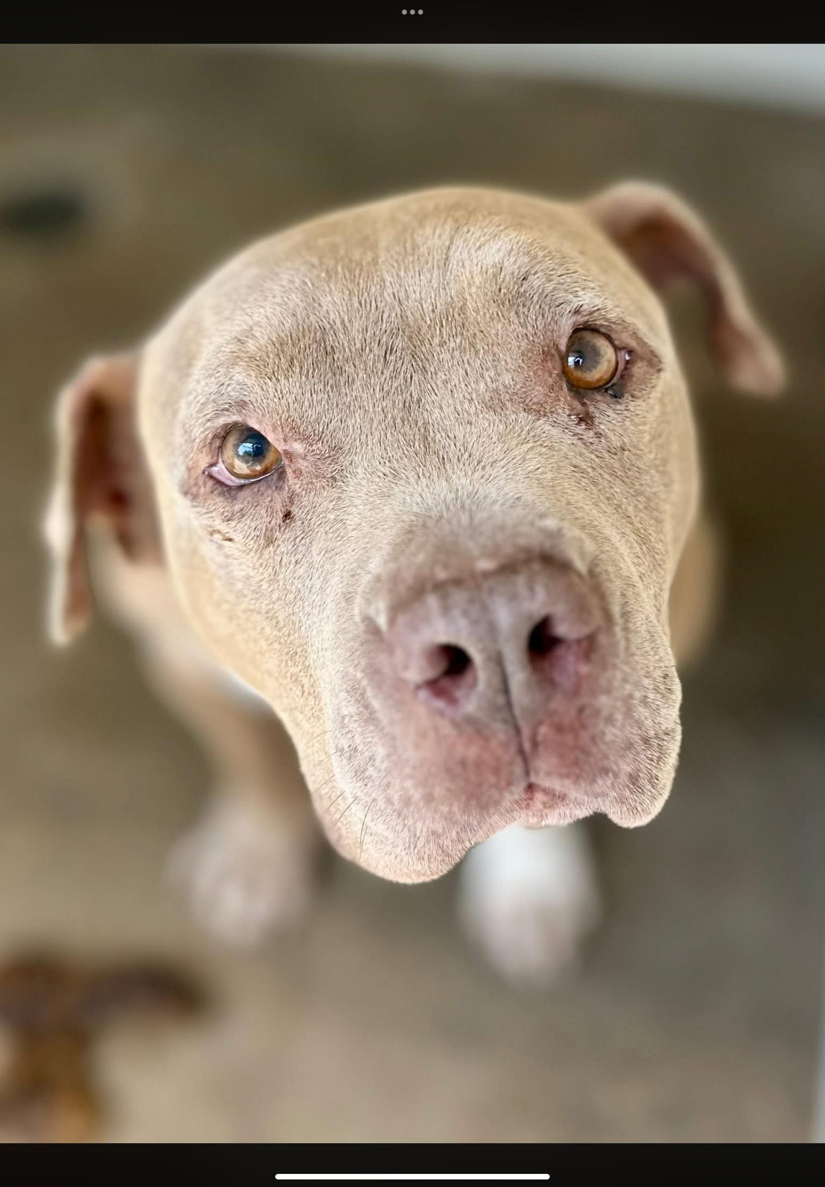 Enlarge Clint, a ADOPTABLE Pit Bull Terrier in Sherman, TX image 2/5