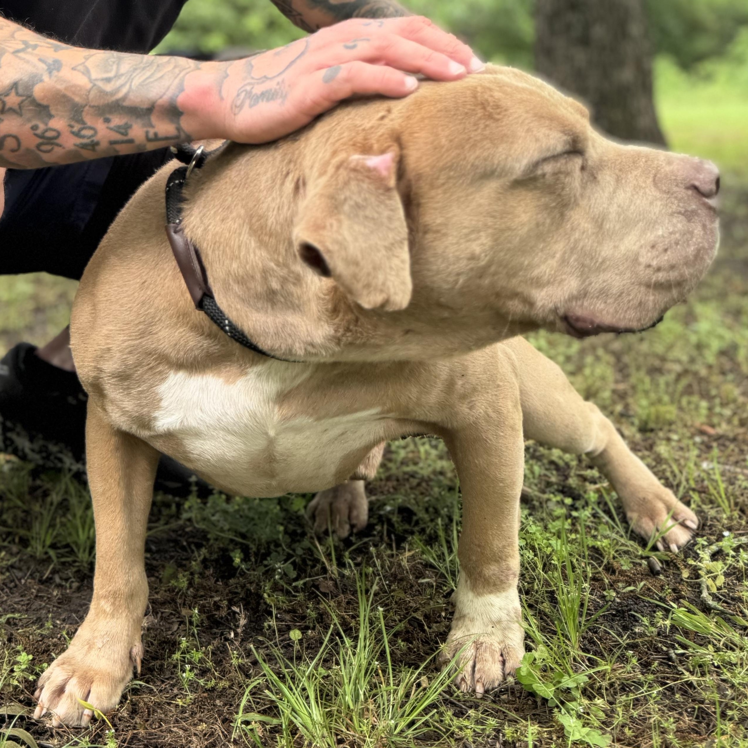 Enlarge Clint, a ADOPTABLE Pit Bull Terrier in Sherman, TX image 4/5