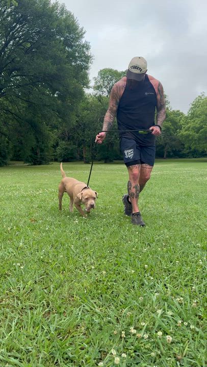 Enlarge Clint, a ADOPTABLE Pit Bull Terrier in Sherman, TX video 3/5