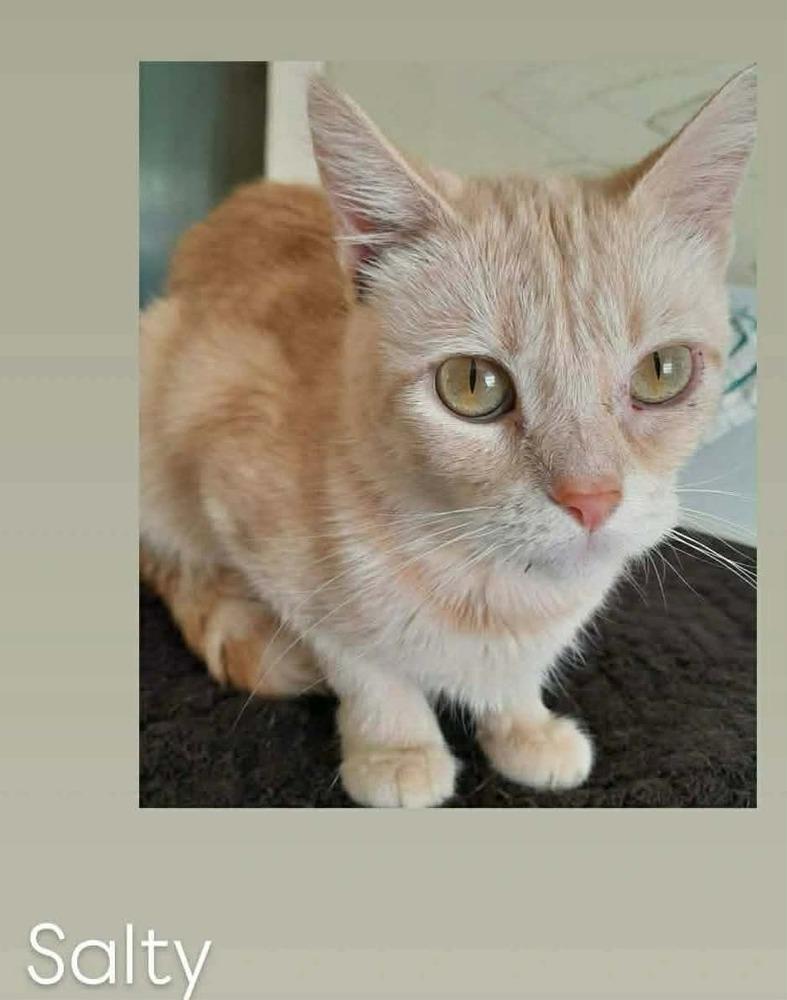 Salty, Adoptable, Adult Female Domestic Short Hair.