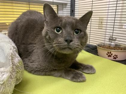Malcolm, Adult Male Domestic Short Hair