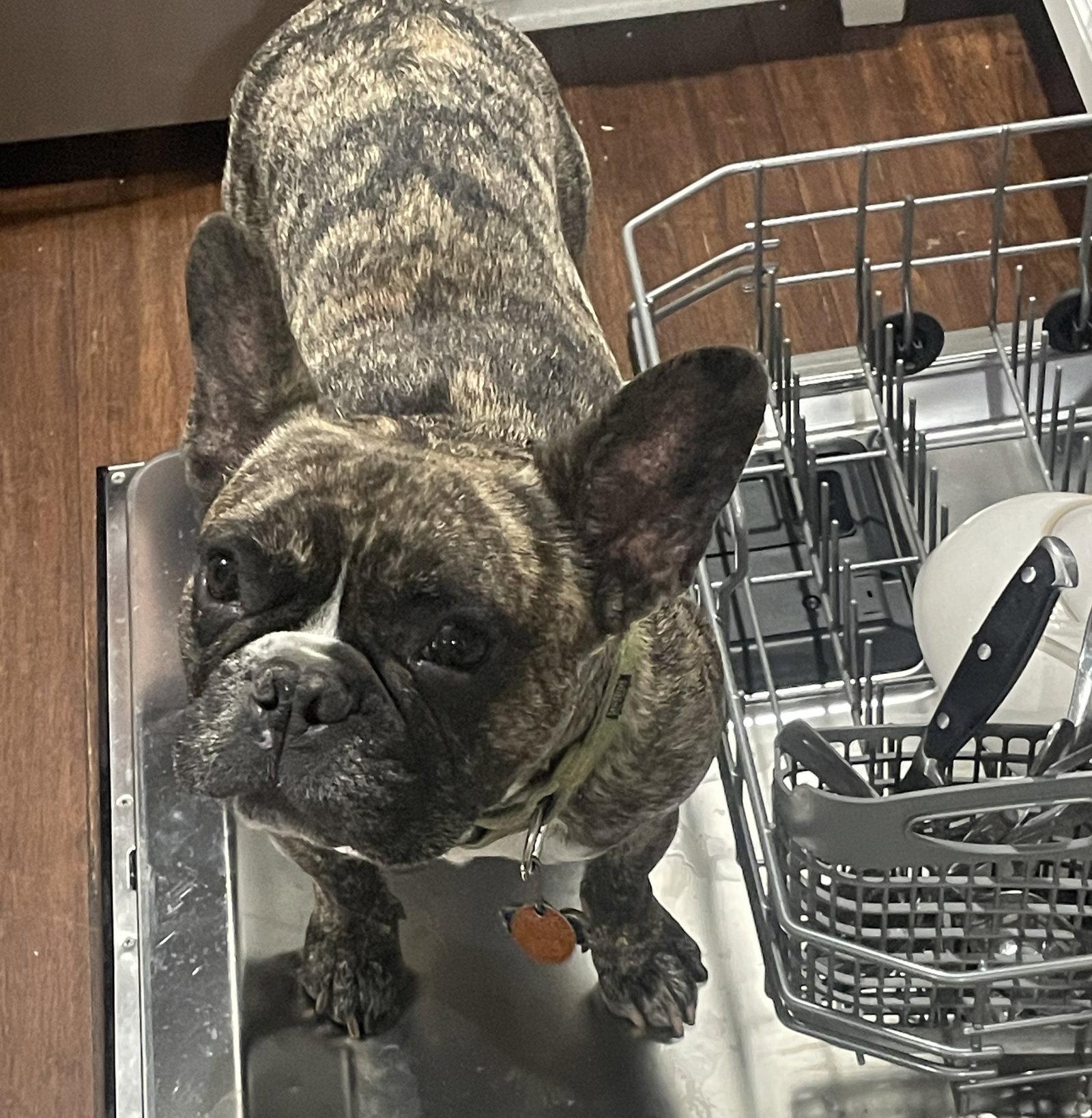Enlarge Roshi, a Adopted French Bulldog in Alpharetta, GA image 1/3