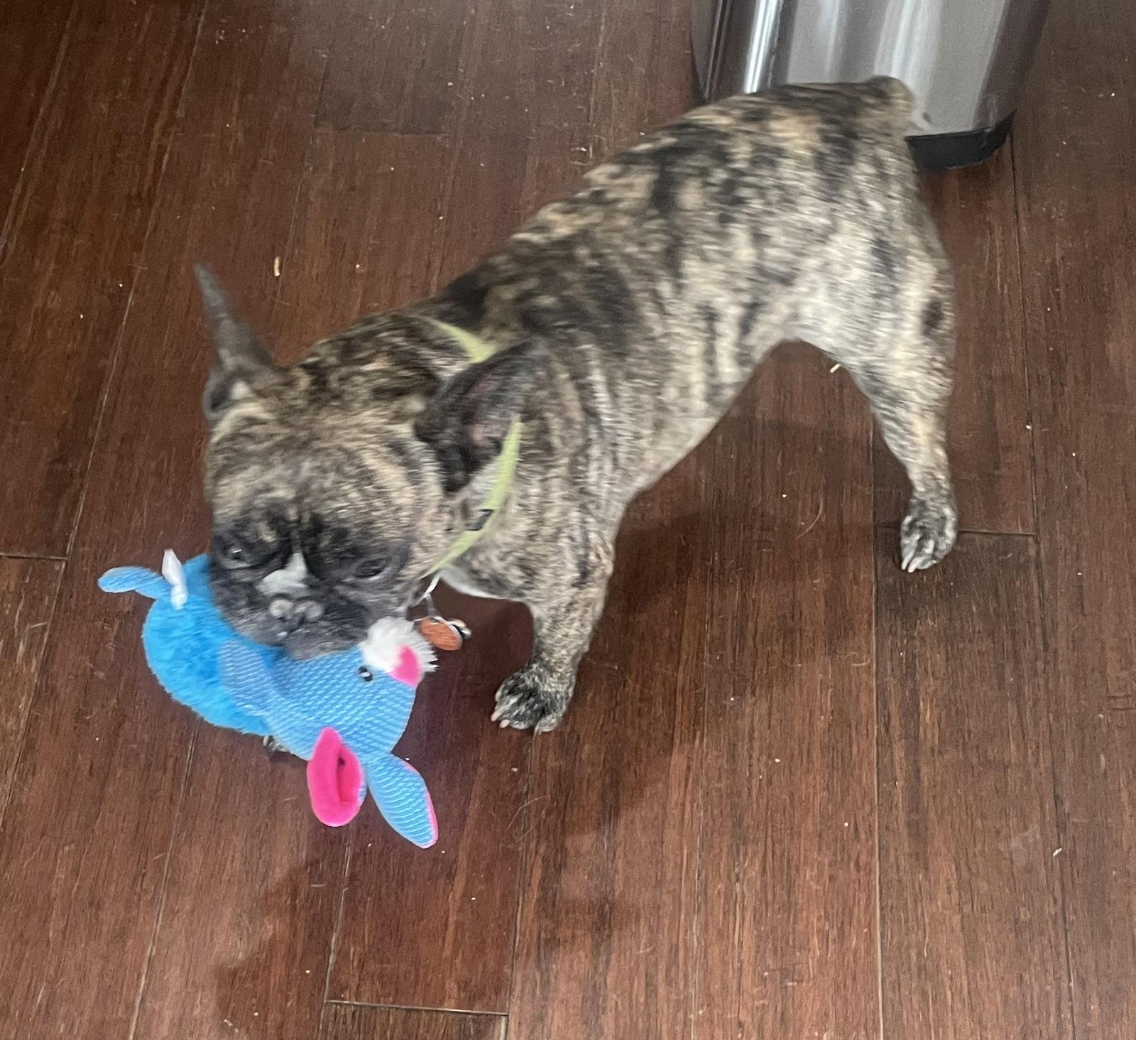 Enlarge Roshi, a Adopted French Bulldog in Alpharetta, GA image 2/3