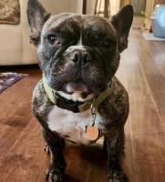 Enlarge Roshi, a Adopted French Bulldog in Alpharetta, GA image 3/3