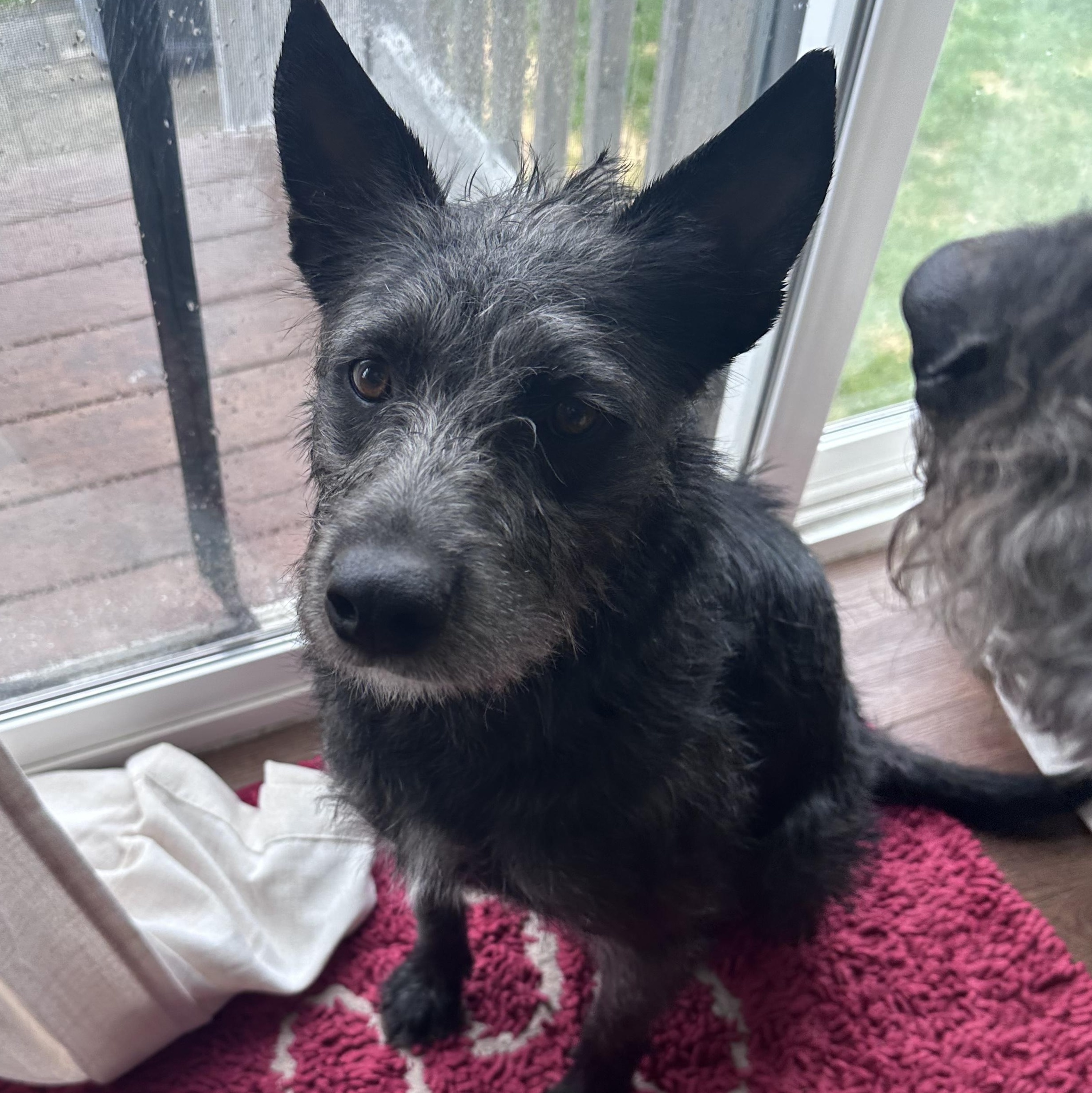 Enlarge Faith, an adoptable mixed breed in Rhinebeck, NY image 2/6