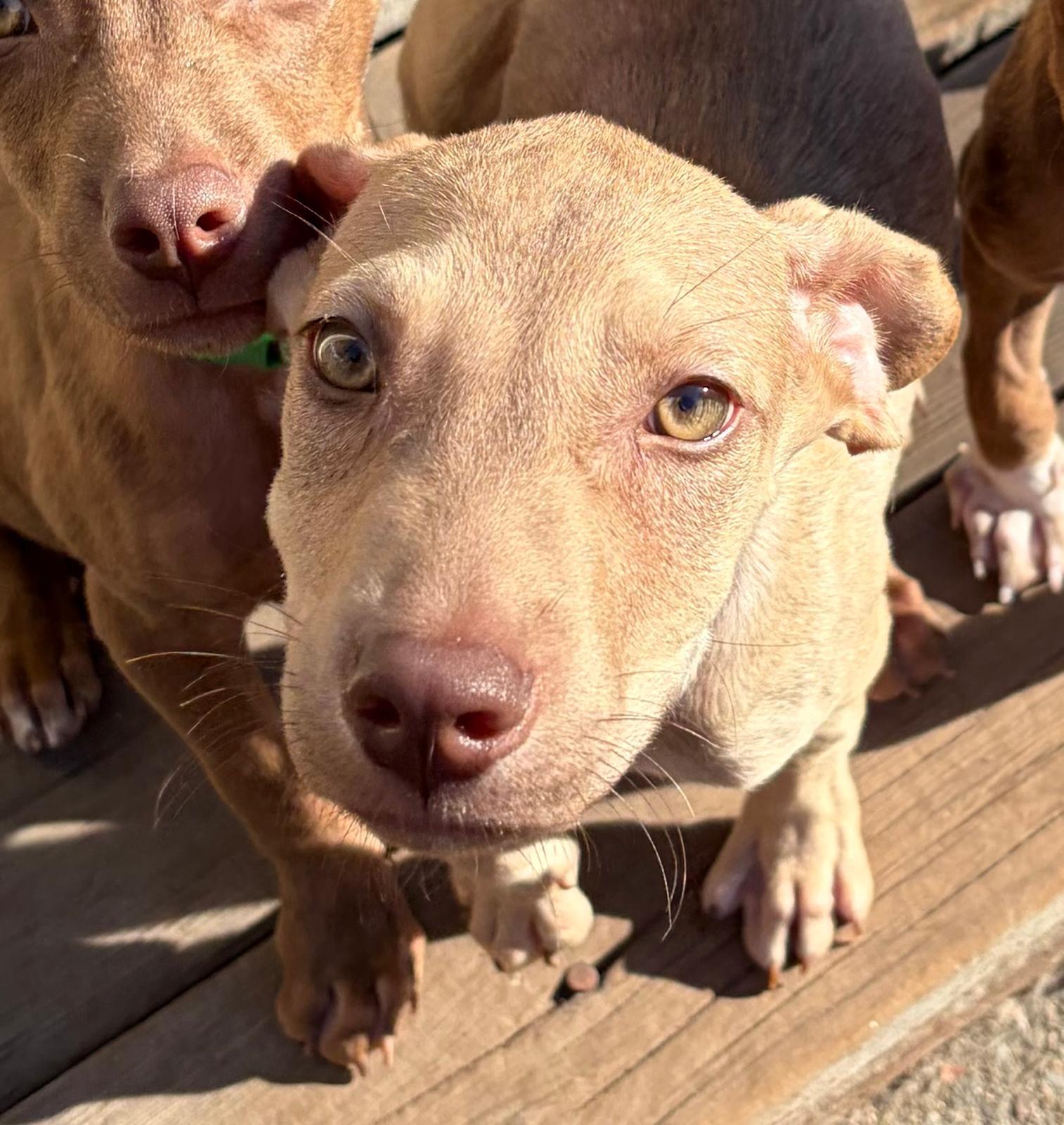 Enlarge Simon, a Adoptable mixed breed in Santa Rosa, CA image 1/4
