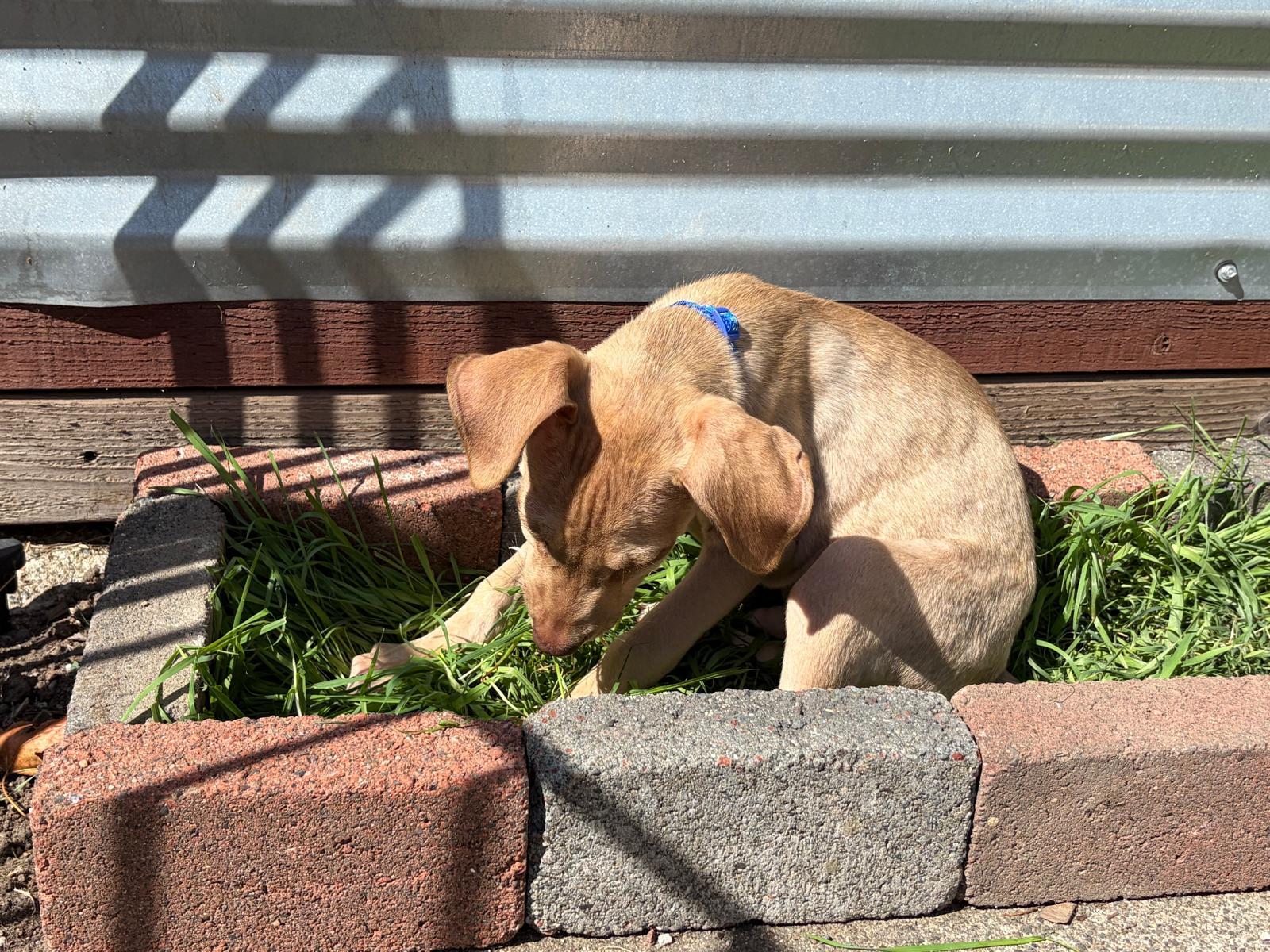 Enlarge Simon, a Adoptable mixed breed in Santa Rosa, CA image 2/4