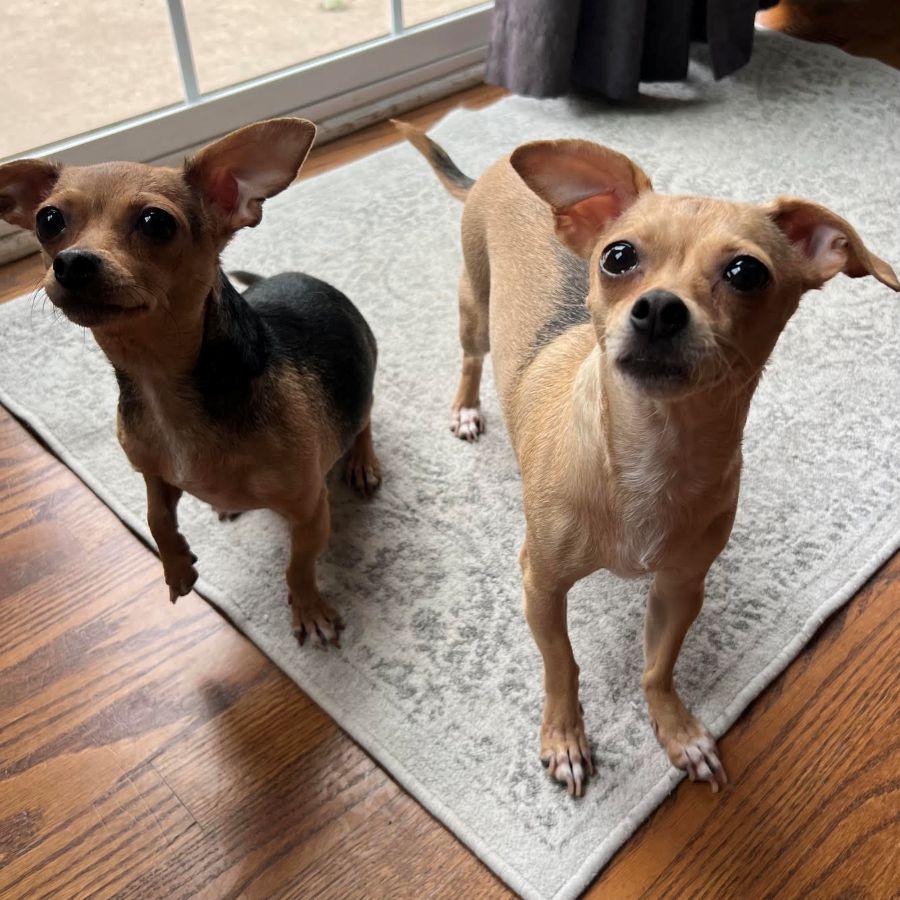 Edie & Hershey, a ADOPTABLE Chihuahua in Barrington, IL image 2/6