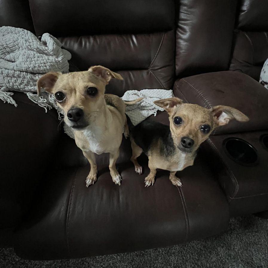 Edie & Hershey, a ADOPTABLE Chihuahua in Barrington, IL image 4/6