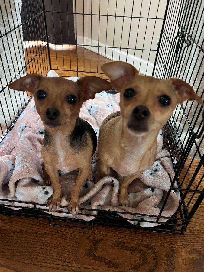Edie & Hershey, a ADOPTABLE Chihuahua in Barrington, IL image 3/6
